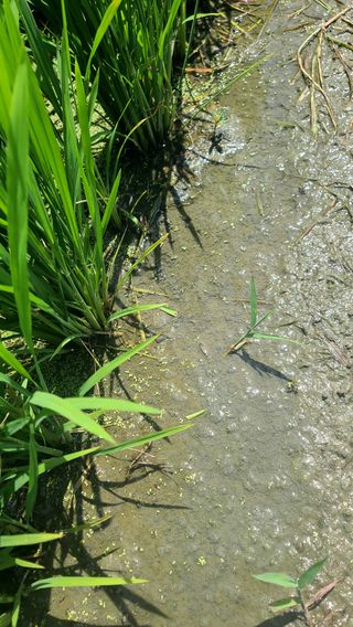 이상준님의 벼 · 영농일지 작성글 사진