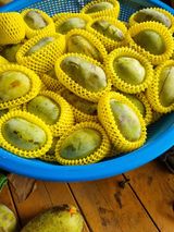 팜모닝 기타작물·영농일지 게시글 이미지