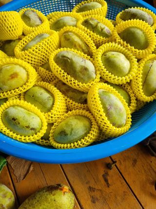 김현숙 블루베리 작두콩님의 기타작물 · 영농일지 작성글 사진