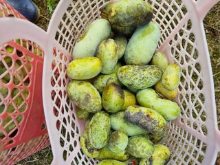 김현숙 블루베리 작두콩님의 기타작물 · 영농일지 작성글 사진