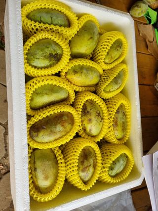 김현숙 블루베리 작두콩님의 기타작물 · 영농일지 작성글 사진