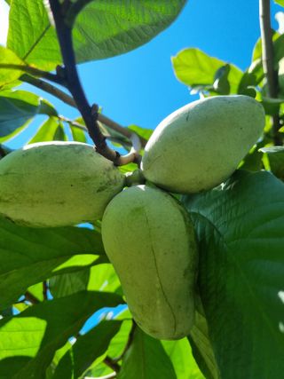 김현숙 블루베리 작두콩님의 기타작물 · 영농일지 작성글 사진