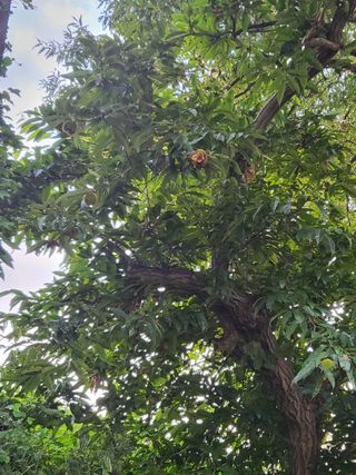 선식물원.선조경.이선님의 자유주제 · 자유게시판 작성글 사진