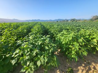 서명석님의 들깨 · 영농일지 작성글 사진