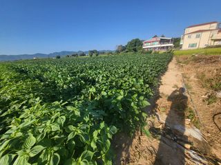 서명석님의 들깨 · 영농일지 작성글 사진