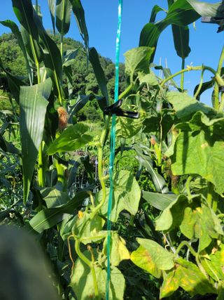 jun님의 옥수수 · 영농일지 작성글 사진