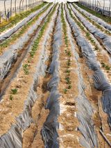 팜모닝 감자·영농일지 게시글 이미지