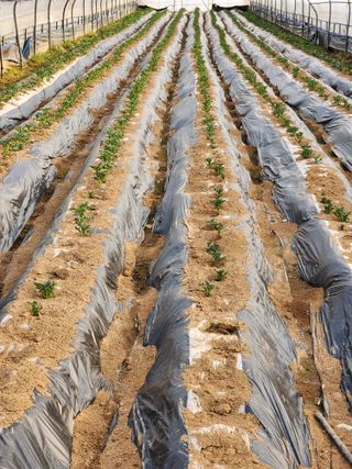 안병두님의 감자 · 영농일지 작성글 사진