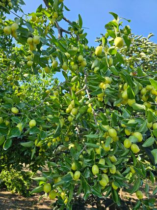 배성은365님의 기타작물 · 영농일지 작성글 사진