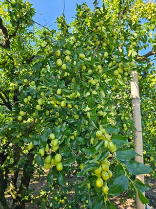 배성은365님의 기타작물 · 영농일지 작성글 사진