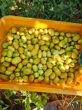 배성은365님의 기타작물 · 영농일지 작성글 사진