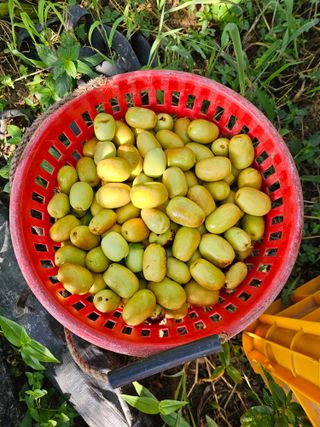 배성은365님의 기타작물 · 영농일지 작성글 사진