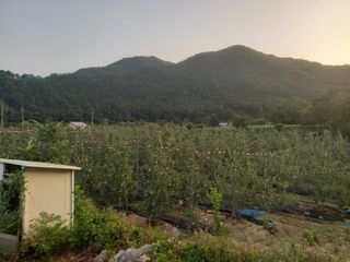 무주김근중님의 사과 · 영농일지 작성글 사진