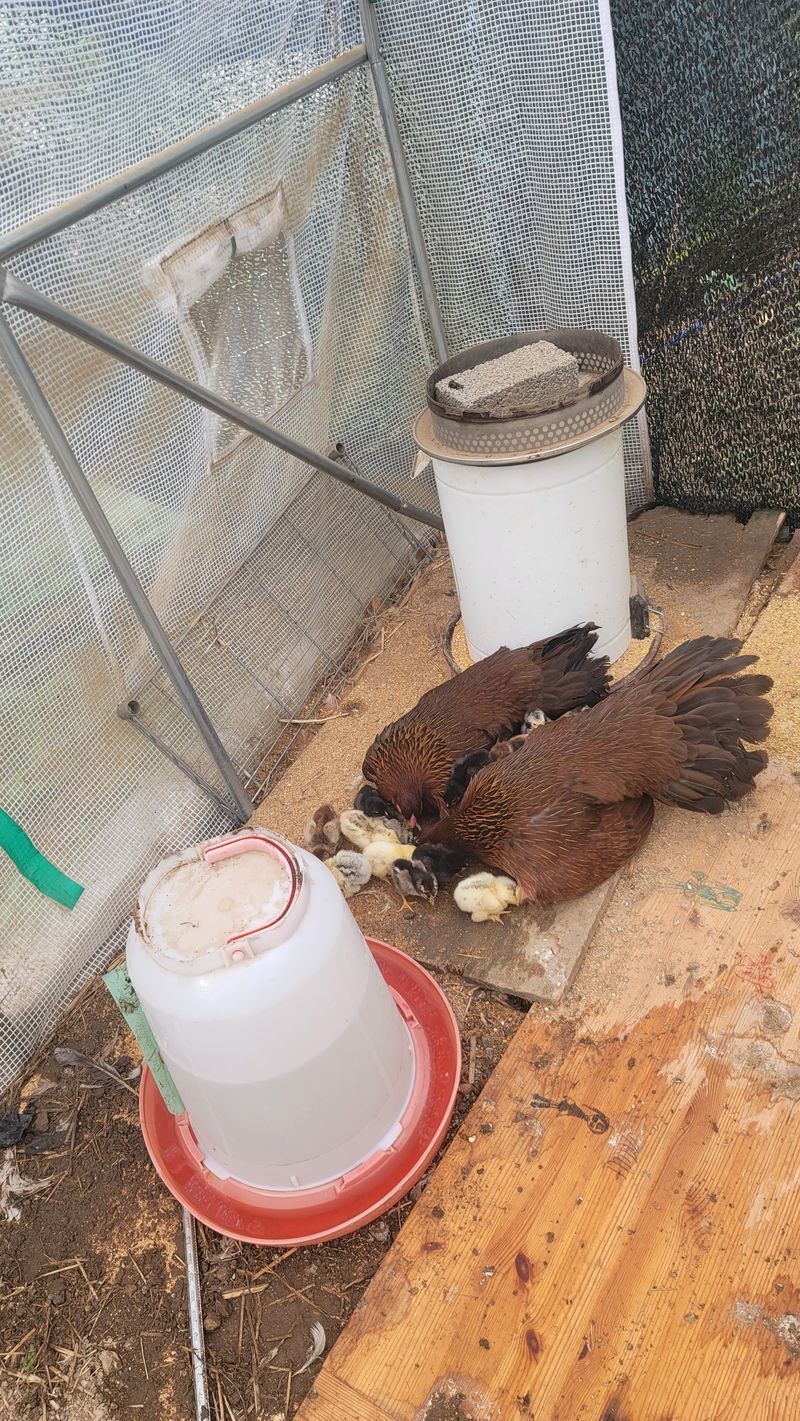 장터 상품 [닭팔아요~~~] 썸네일