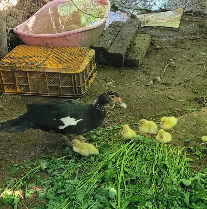 최대식님의 장터 판매 상품 [닭팔아요~~~] 첨부 사진