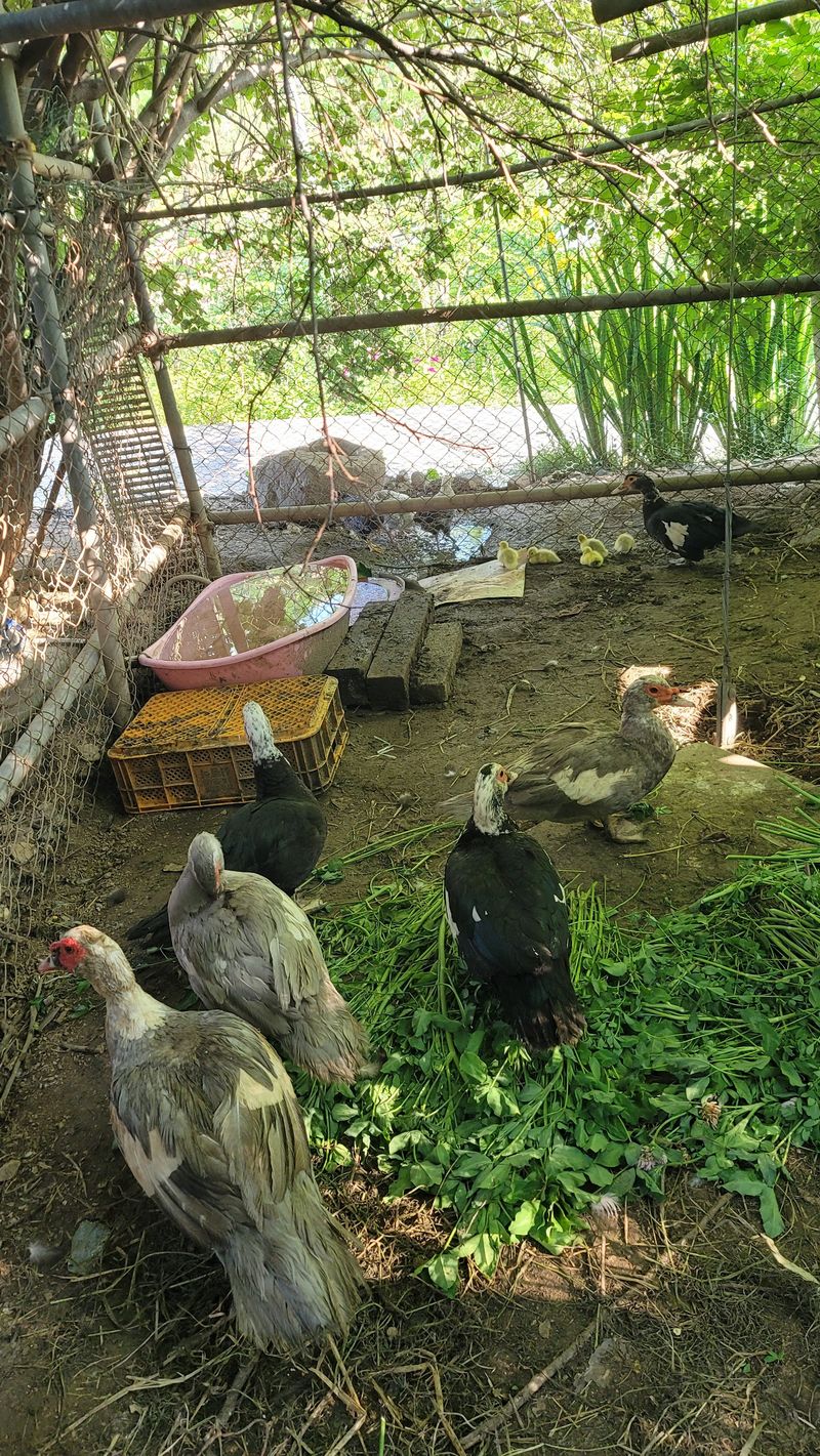 최대식님의 장터 판매 상품 [닭팔아요~~~] 첨부 사진