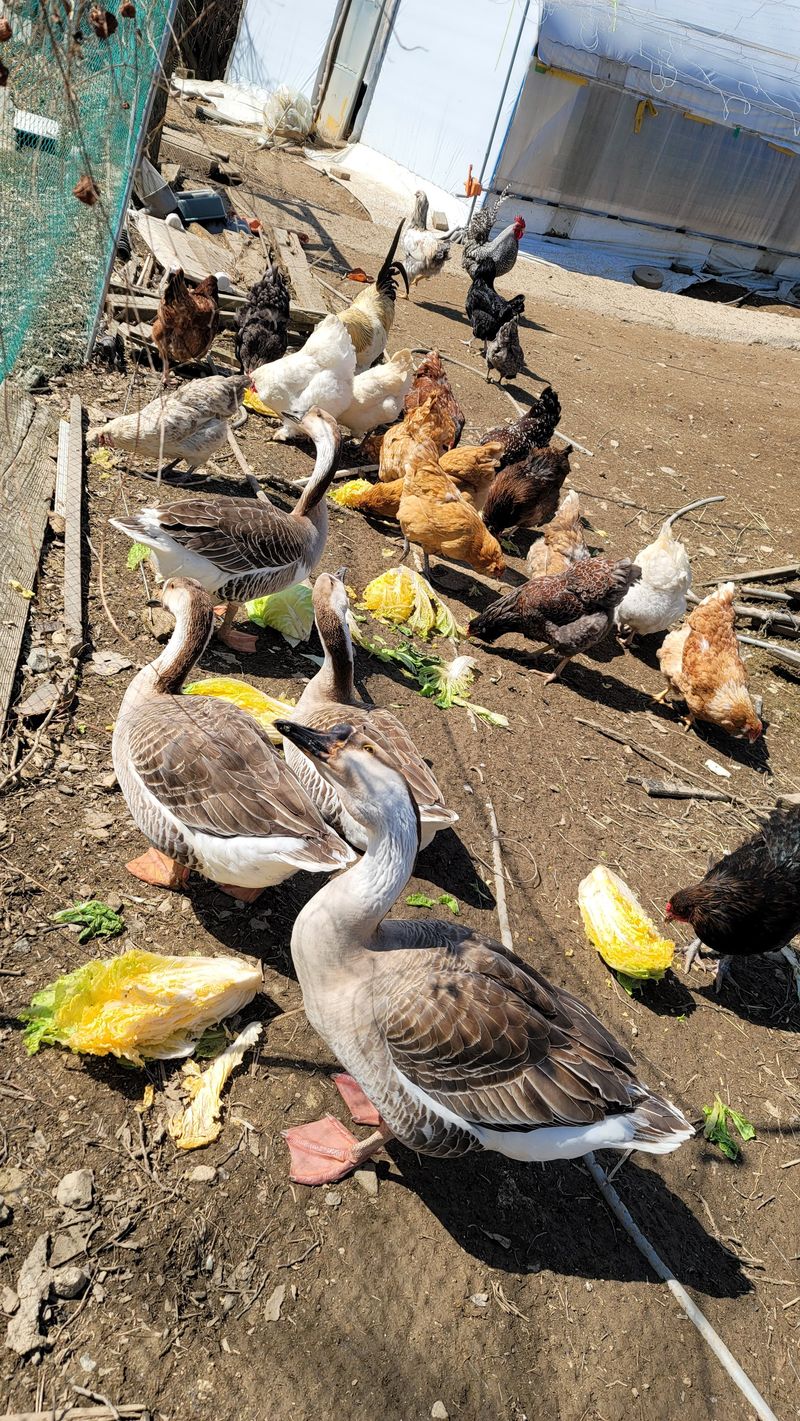 최대식님의 장터 판매 상품 [닭팔아요~~~] 첨부 사진