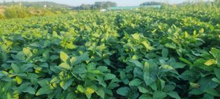 초보농민님의 콩 · 영농일지 작성글 사진