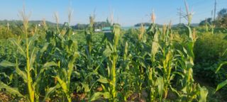 초보농민님의 콩 · 영농일지 작성글 사진