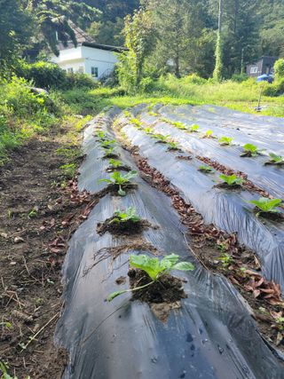 조병철님의 배추 · 영농일지 작성글 사진