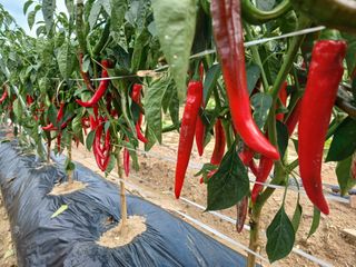 879412님의 고추 · 영농일지 작성글 사진