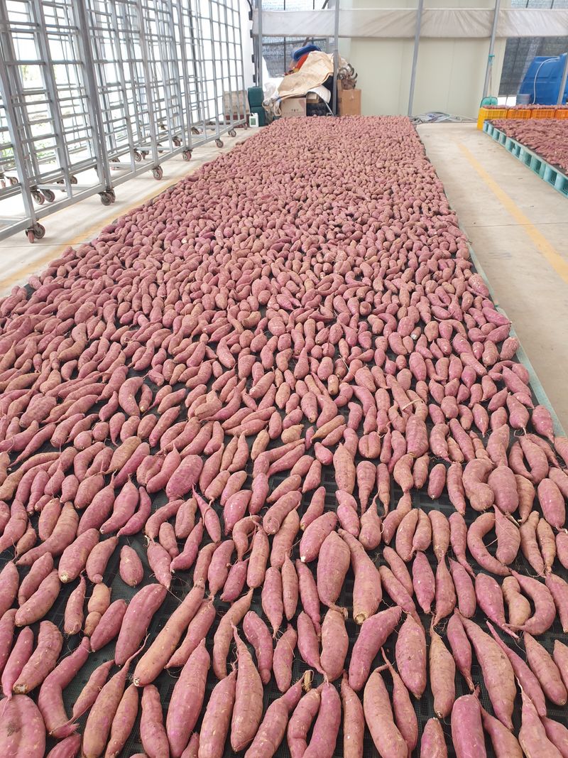 농부가 좋아님의 장터 판매 상품 [꿀고구마 주문받아요 10킬로] 첨부 사진