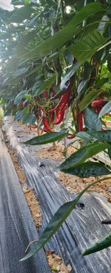 팜모닝 고추·영농일지 게시글 이미지