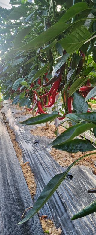 최상희님의 고추 · 영농일지 작성글 사진