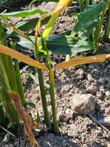 팜모닝 기타작물·병해충상담 게시글 이미지