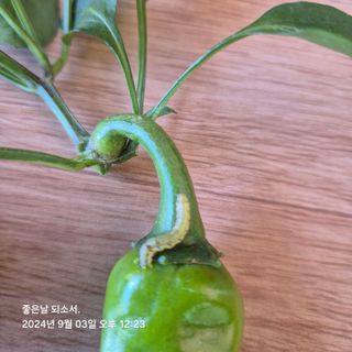 김진님의 자유주제 · 자유게시판 작성글 사진