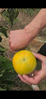 팜모닝 감·영농일지 게시글 이미지