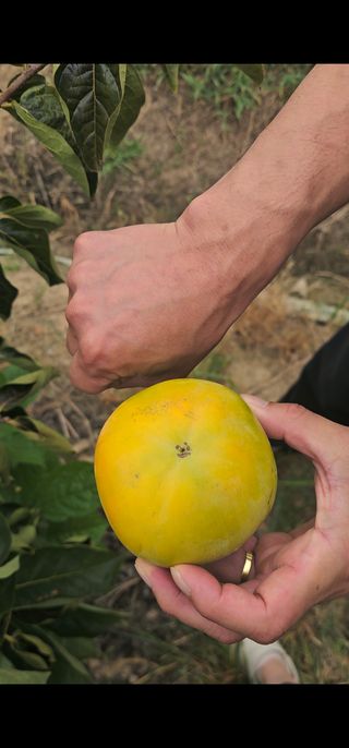 주하네팜(태추,부유님의 감 · 영농일지 작성글 사진