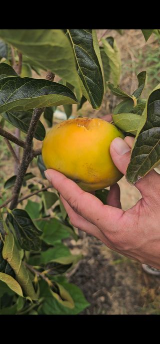 주하네팜(태추,부유님의 감 · 영농일지 작성글 사진