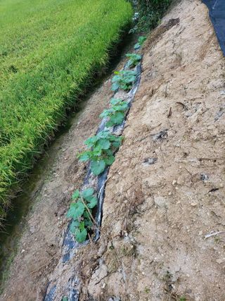 정금천님의 호박 · 영농일지 작성글 사진