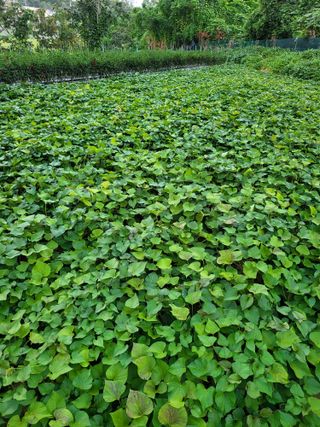 정금천님의 고구마 · 영농일지 작성글 사진