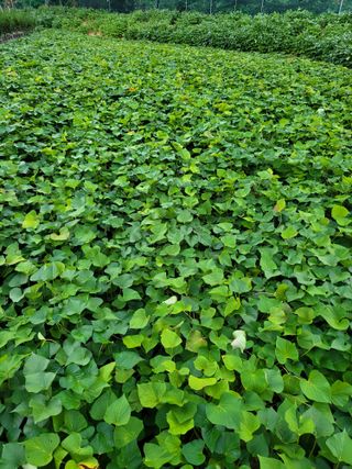 정금천님의 고구마 · 영농일지 작성글 사진