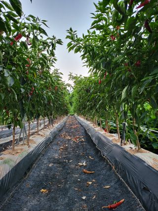 정금천님의 고추 · 영농일지 작성글 사진