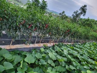 정금천님의 고추 · 영농일지 작성글 사진