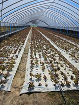 팜모닝 상추·영농일지 게시글 이미지