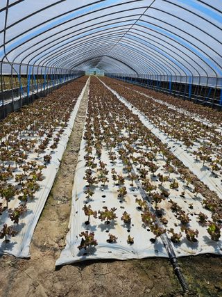 대언적 님의 상추 · 영농일지 작성글 사진