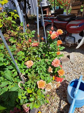 좋은인연원님의 자유주제 · 사진전 작성글 사진