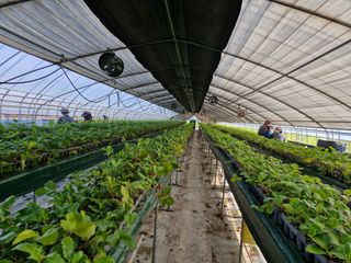 최재식 만나딸기농장님의 딸기 · 영농일지 작성글 사진