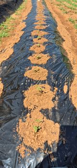 팜모닝 배추·영농일지 게시글 이미지