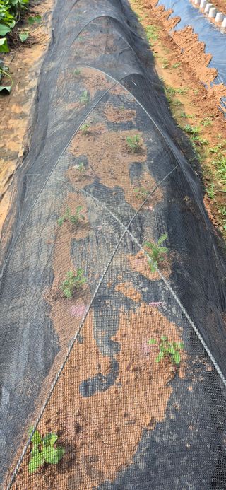 친정집같은언니님의 배추 · 영농일지 작성글 사진