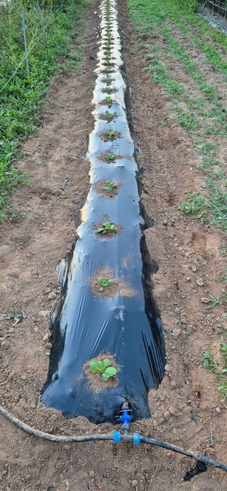 친정집같은언니님의 배추 · 영농일지 작성글 사진