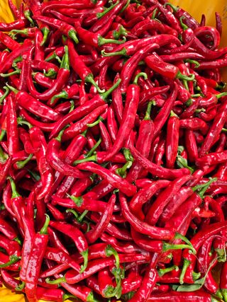 서상진님의 고추 · 영농일지 작성글 사진