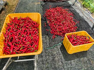 서상진님의 고추 · 영농일지 작성글 사진