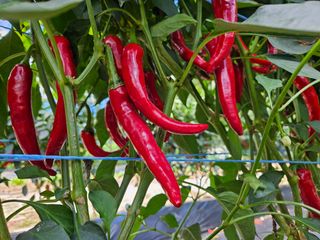 서상진님의 고추 · 영농일지 작성글 사진