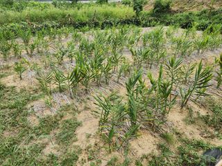 호산님의 기타작물 · 영농일지 작성글 사진