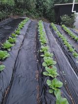 팜모닝 배추·영농일지 게시글 이미지